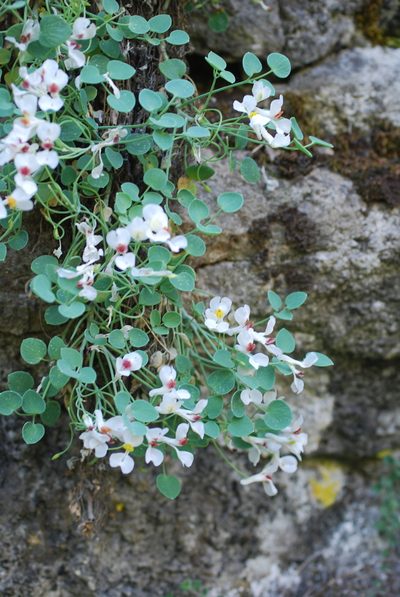 Sarcocapnos baetica, photographed by Quentin Groom