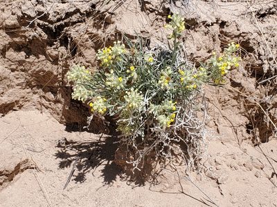 Oreocarya flava, photographed by Craig Martin