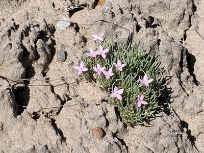 Houstonia rubra, photographed by Craig Martin