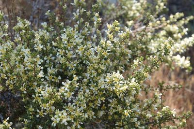 Purshia glandulosa, photographed by desertnaturalist