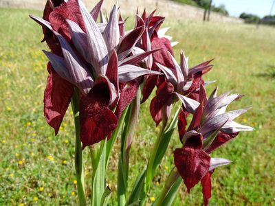Serapias cordigera, photographed by franciscodocampo