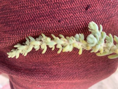 Suaeda taxifolia, photographed by Jim Riley