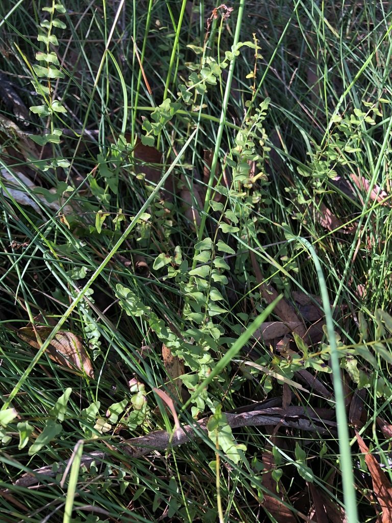 Lindsaea fraseri, photographed by Greg Tasney