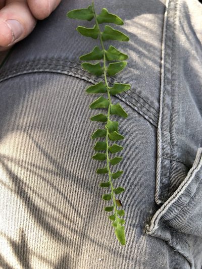 Lindsaea fraseri, photographed by Greg Tasney
