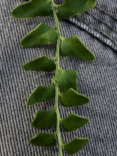 Lindsaea fraseri, photographed by Greg Tasney