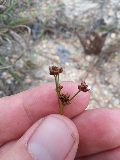 Rhynchospora globularis, photographed by Will McFarland
