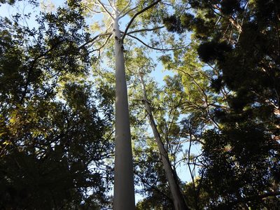 Eucalyptus grandis, photographed by Greg Tasney