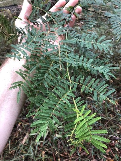 Acacia oshanesii, photographed by Greg Tasney