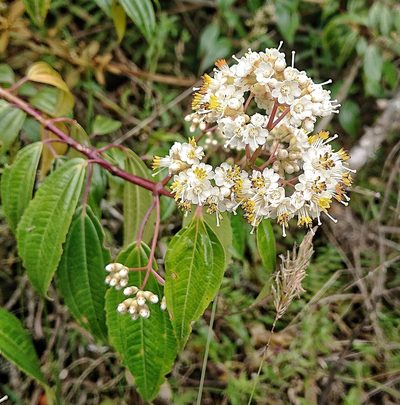 Miconia crocea, photographed by Diego Inclan