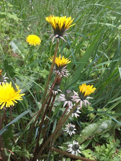 Taraxacum boekmanii, photographed by Dorte Stokholm