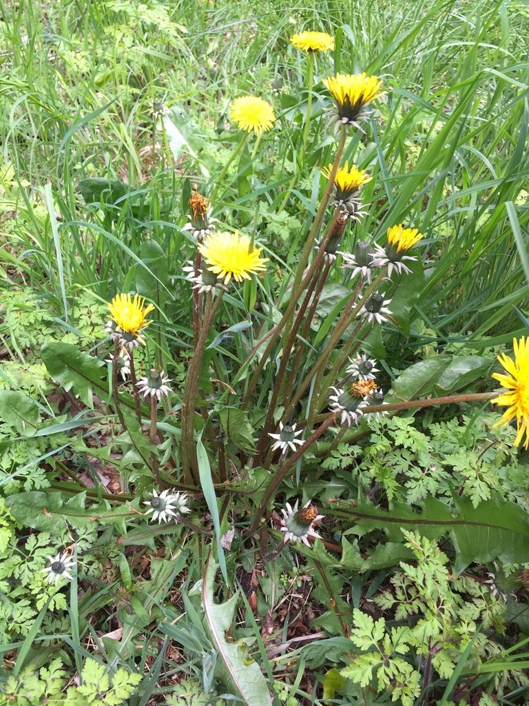 Taraxacum boekmanii, photographed by Dorte Stokholm