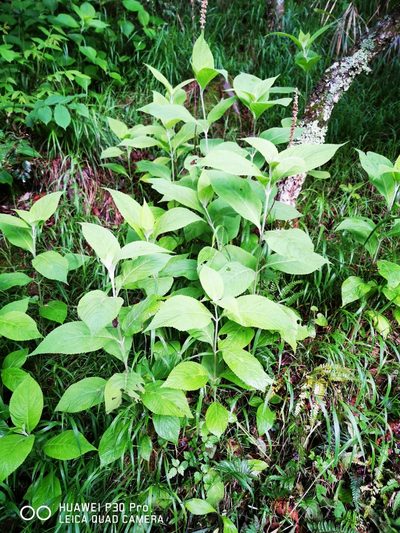 Comanthosphace formosana, photographed by 慶得江