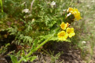 Amsinckia spectabilis, photographed by Rudyard