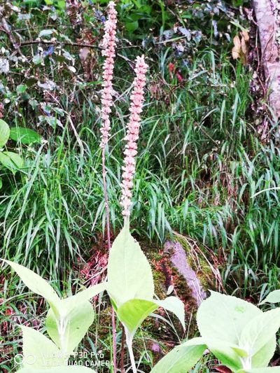 Comanthosphace formosana, photographed by 慶得江