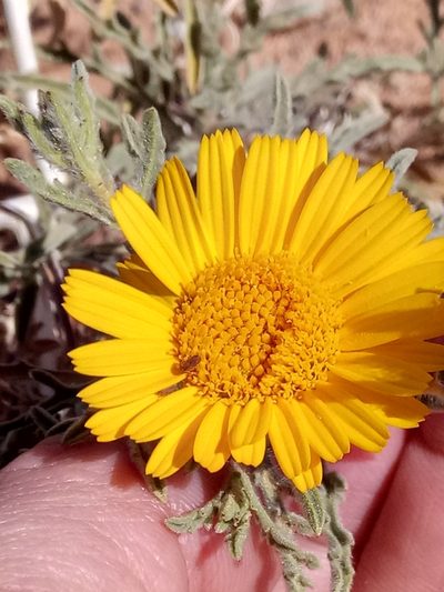 Asteriscus graveolens, photographed by Karim Haddad