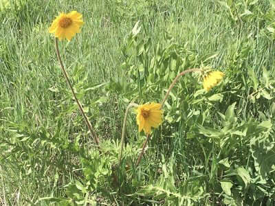 Balsamorhiza macrophylla, photographed by jessjane