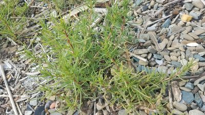 Salsola soda, photographed by Peter Brastow