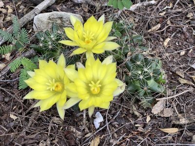 Mammillaria sphaerica, photographed by Scott Holt