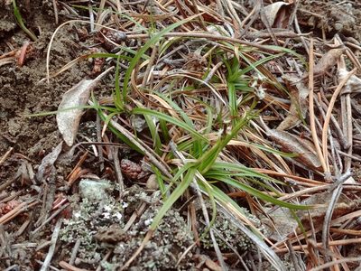 Carex concinna, photographed by Syd Cannings