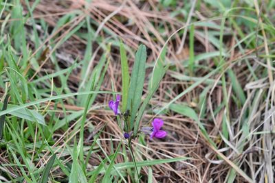 Cologania procumbens, photographed by Neptalí Ramírez Marcial
