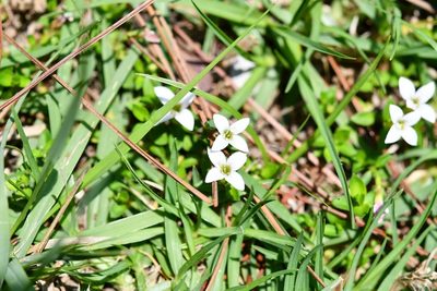 Arcytophyllum serpyllaceum, photographed by Neptalí Ramírez Marcial