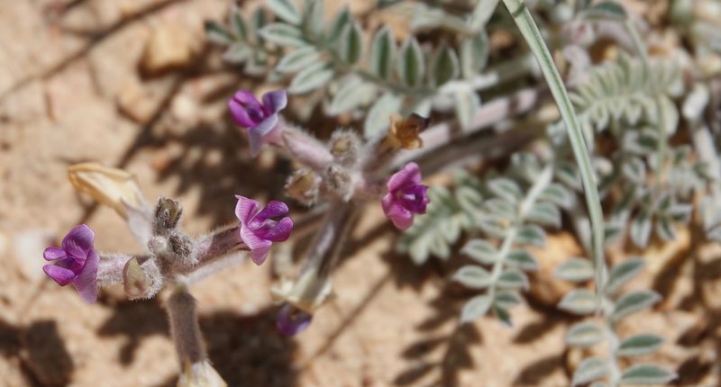 Astragalus leucolobus, photographed by desertnaturalist
