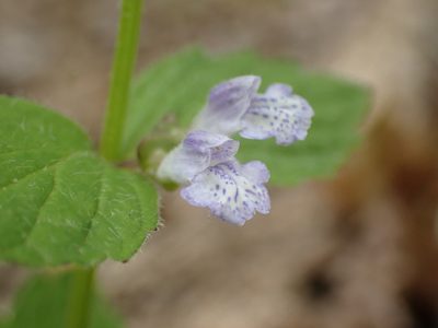 Scutellaria nervosa, photographed by John Abrams