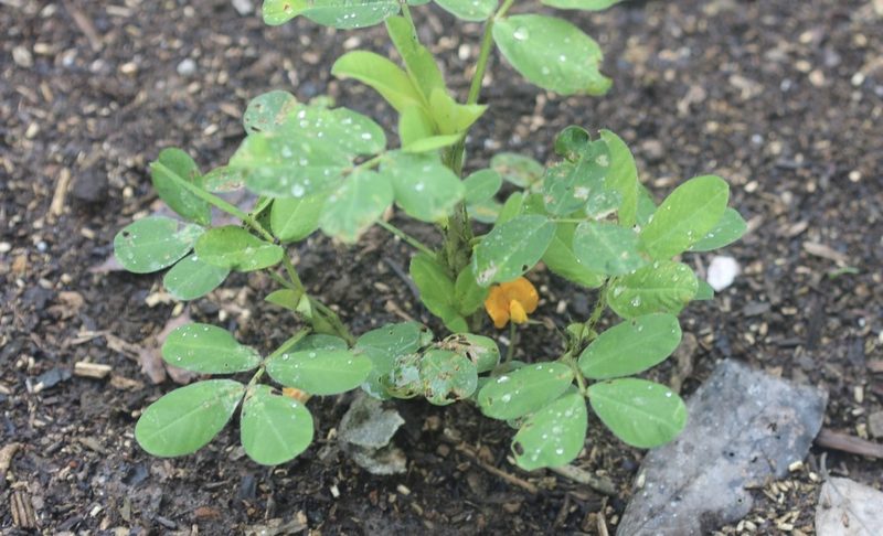 Arachis hypogaea, photographed by lazarus