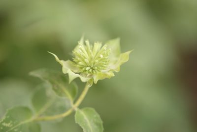Monarda lindheimeri, photographed by Rich Sommer