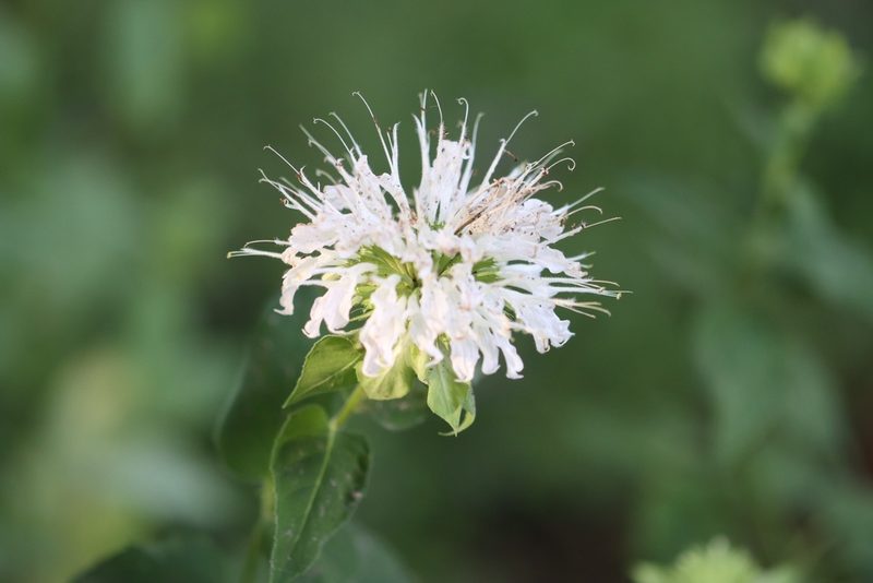 Monarda lindheimeri, photographed by Rich Sommer