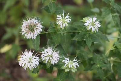 Monarda lindheimeri, photographed by Rich Sommer