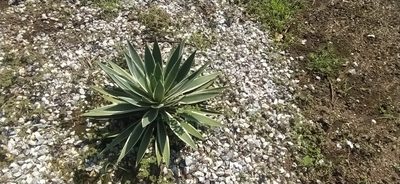 Agave angustifolia, photographed by Axel Ruiz