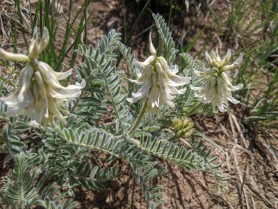 Astragalus drummondii, photographed by Jake Armstrong