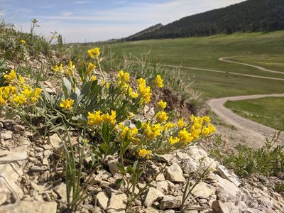 Physaria bellii, photographed by Alaina Krakowiak