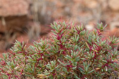 Sclerolaena longicuspis, photographed by Kym Nicolson