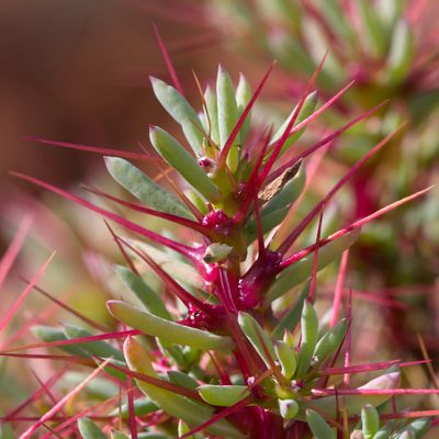 Sclerolaena longicuspis, photographed by Kym Nicolson
