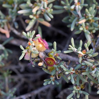 Maireana spongiocarpa, photographed by Kym Nicolson