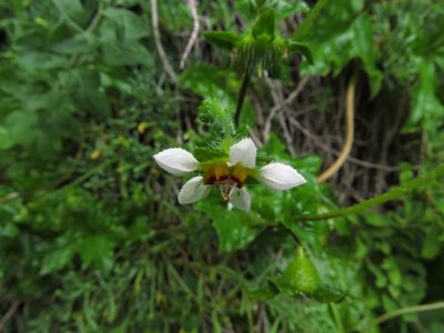Loasa elongata, photographed by Nicolás Lavandero