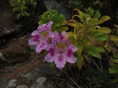 Alstroemeria pelegrina, photographed by Nicolás Lavandero