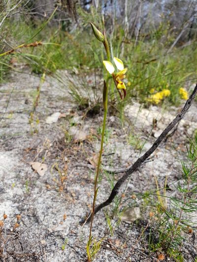 Diuris setacea, photographed by Em Lamond