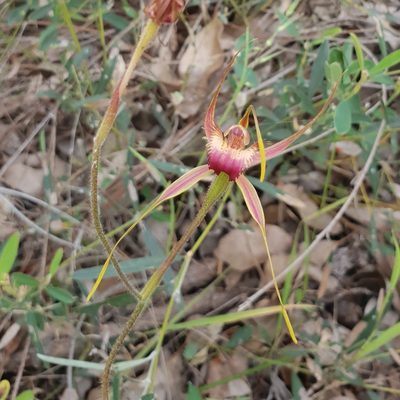 Caladenia ferruginea, photographed by Em Lamond