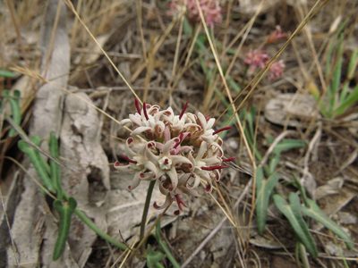 Tweedia birostrata, photographed by Nicolás Lavandero