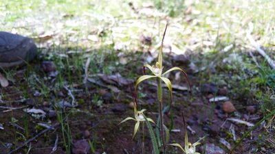 Caladenia xantha, photographed by Em Lamond