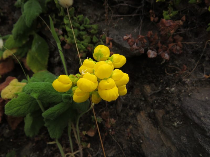 Calceolaria viscosissima, photographed by Nicolás Lavandero