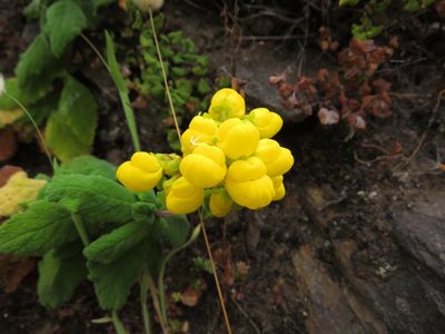 Calceolaria viscosissima, photographed by Nicolás Lavandero