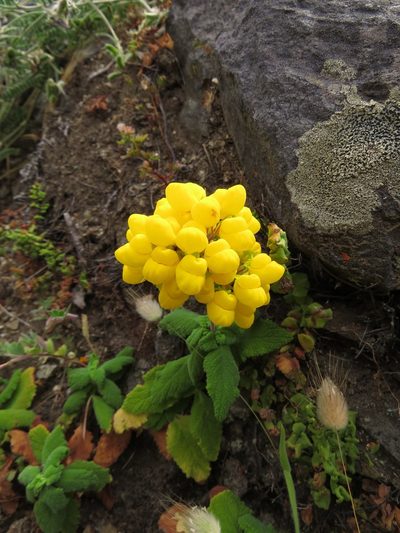 Calceolaria viscosissima, photographed by Nicolás Lavandero