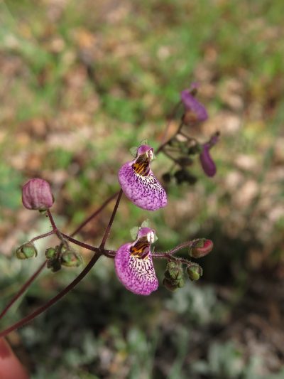 Calceolaria cana, photographed by Nicolás Lavandero