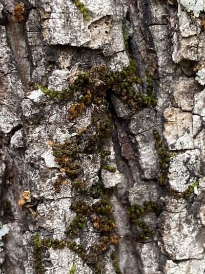 Drummondia prorepens, photographed by Alan Weakley