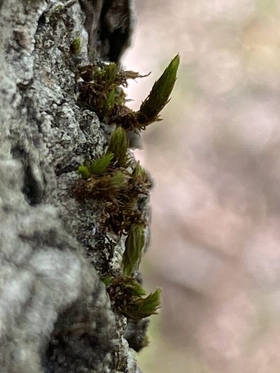 Lewinskya keeverae, photographed by Alan Weakley