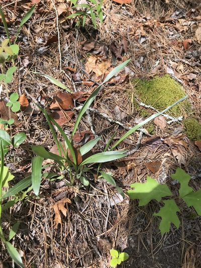 Pityopsis graminifolia, photographed by Evelyn Davis